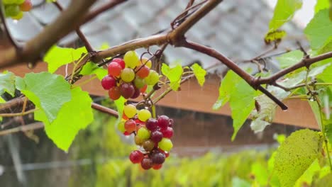 rain in the vineyard