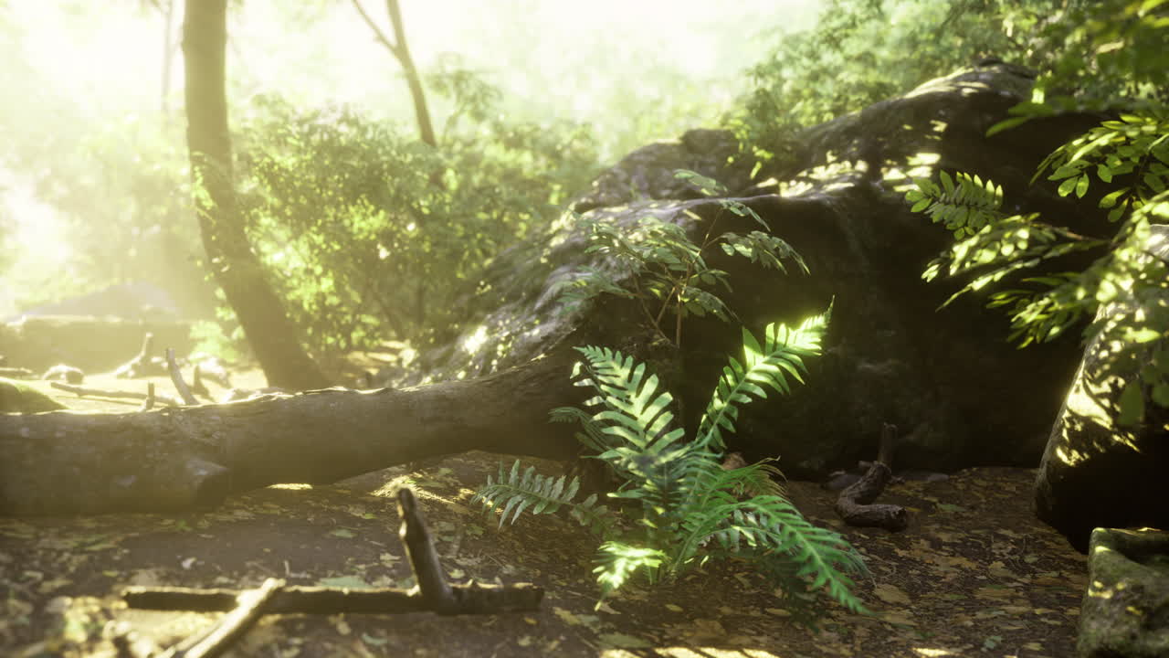 Lush forest undergrowth in bright natural light during early morning