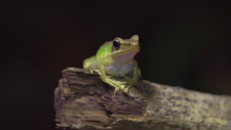 malayan white-lipped tree frog sitting on tree branch in jungle