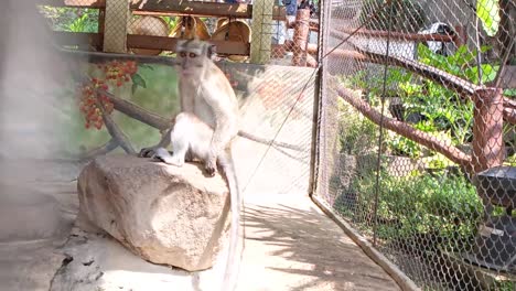 la vida de los primates en el zoológico