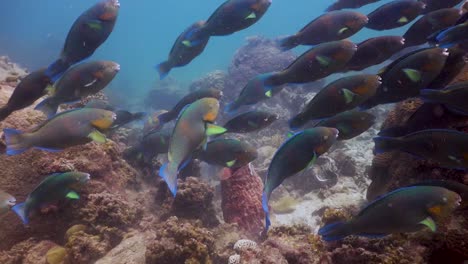 school of parrot fish grazing over the coral reef underwater in koh tao, thailand