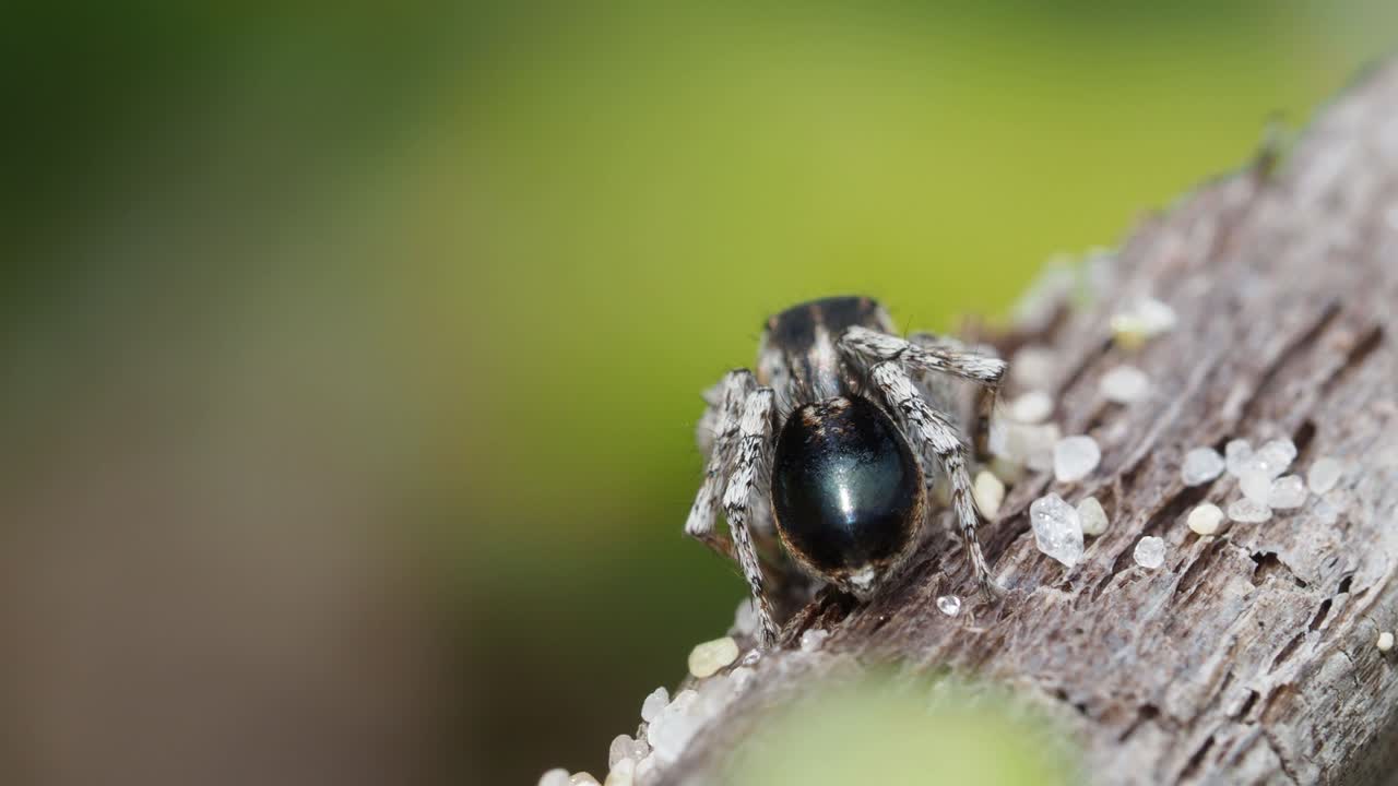 araña pavo real, macho maratus speculife