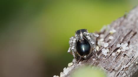 Peacock-spider,-Male-Maratus-speculifer