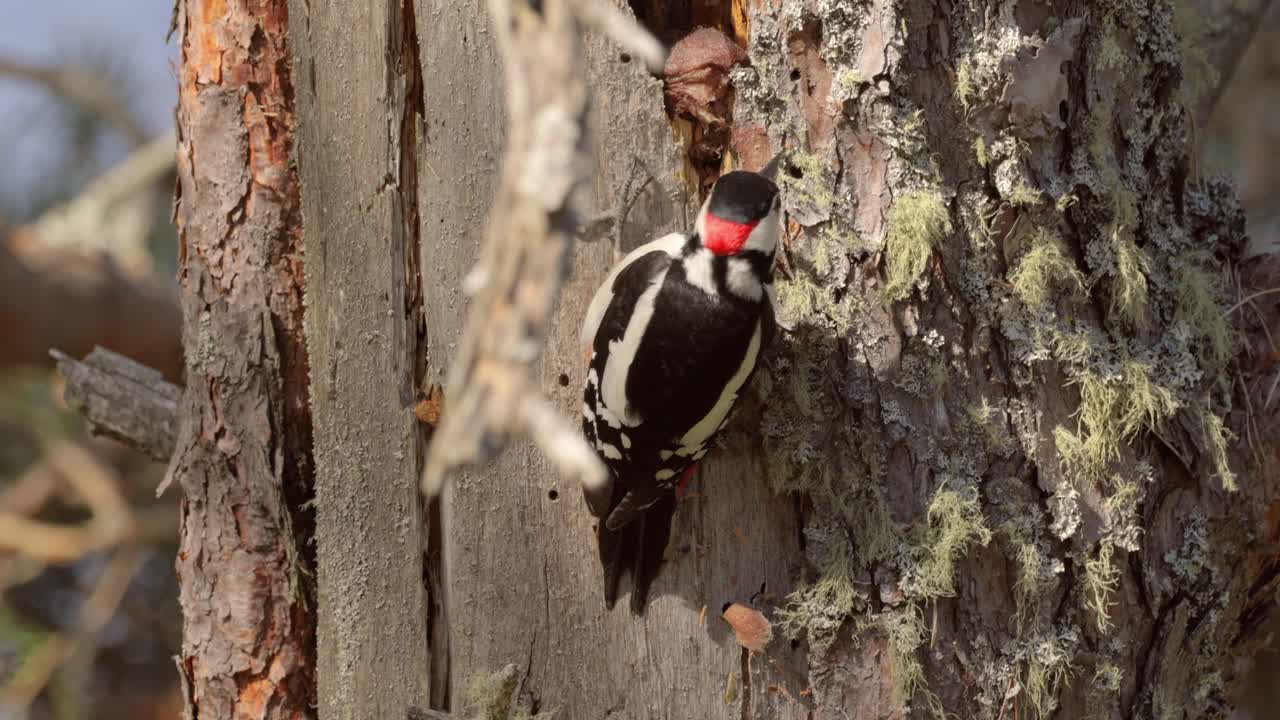gran pájaro carpintero manchado en un árbol en busca de comida. gran carpintero manchado (dendrocopos major) es un carpintero de tamaño mediano con plumaje negro y blanco y una mancha roja en la parte inferior del vientre