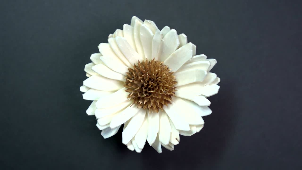 Beautiful single daisy flower fast spinning on a rotating black background.