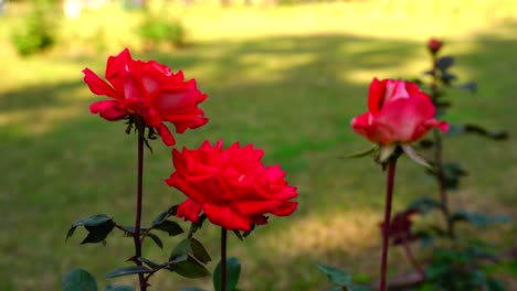 Flor-En-El-Jardín-Brillaba-Al-Sol-3