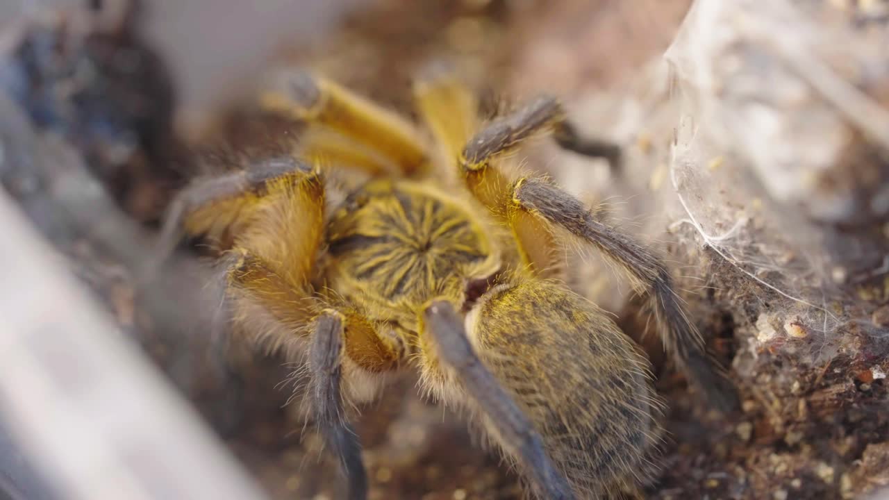 Golden Blue Leg Baboon spider crawls about it&rsquo;s enclosure, slow motion