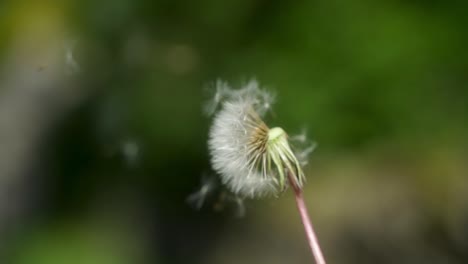 Handheld,-Zeitlupen-Nahaufnahme-Von-Pusteblumensamen,-Die-Verteilt-Werden-Und-Dann-Nach-Links-Geschwenkt-Werden