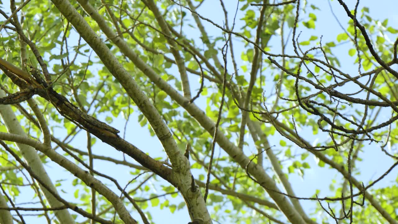 Leaves and branches on a windy day