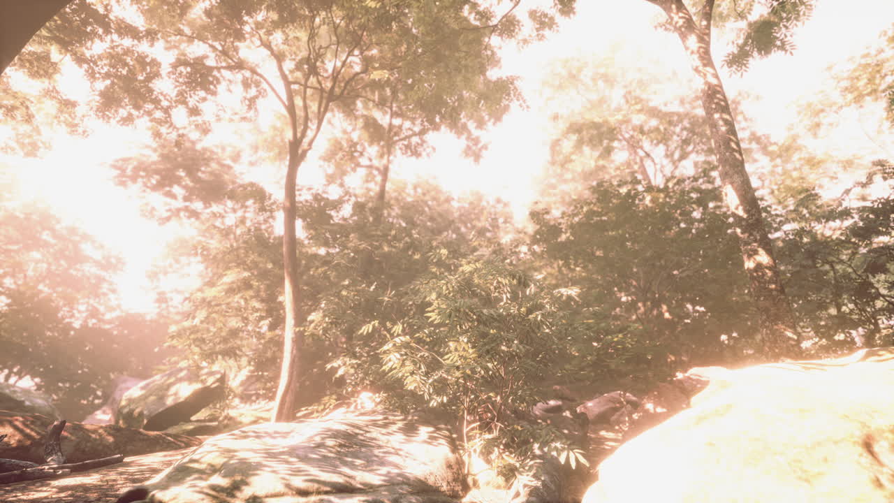 la luz del sol de finales de verano rompiendo a través de los árboles