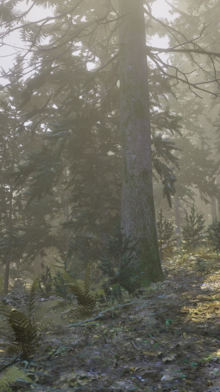 La luce del sole filtra tra gli alberi alti in una foresta serena nelle prime ore del mattino
