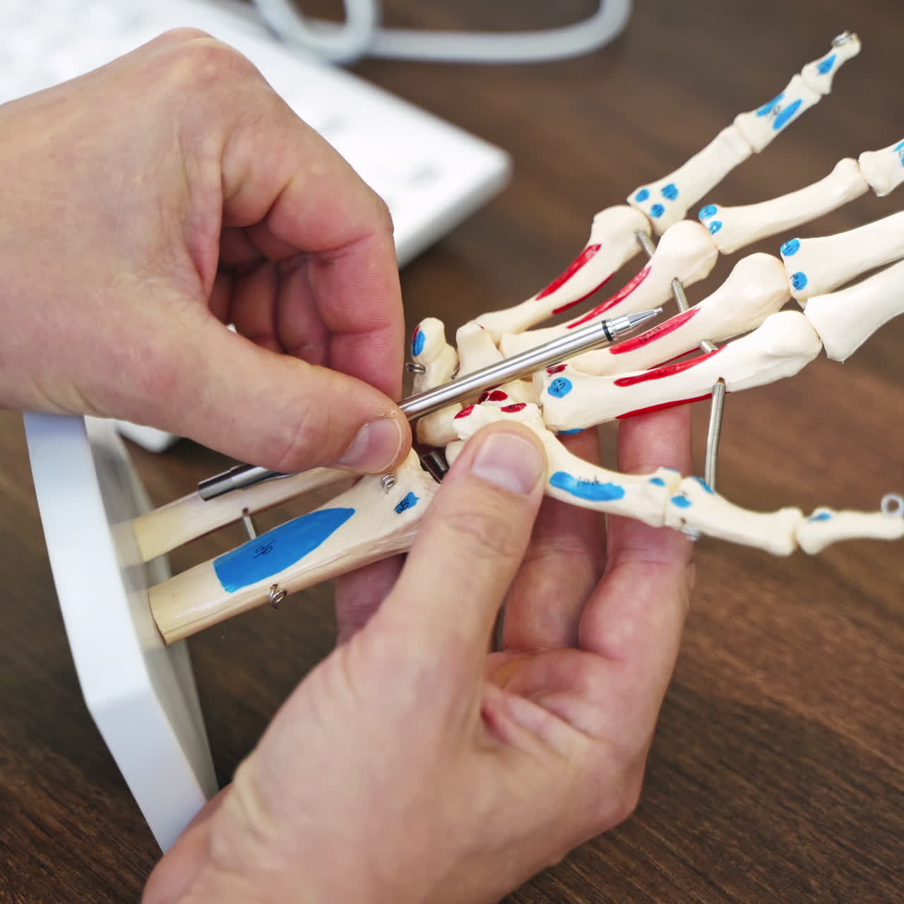 Hand skeleton model. Doctor showing the work of human's hand on a model on the table background. Concept of medicine.