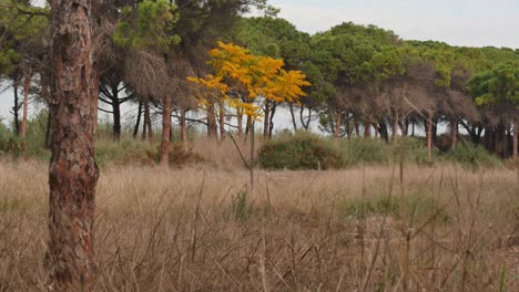 orange bush swayed by the breeze in the clearing of a mediterranean forest