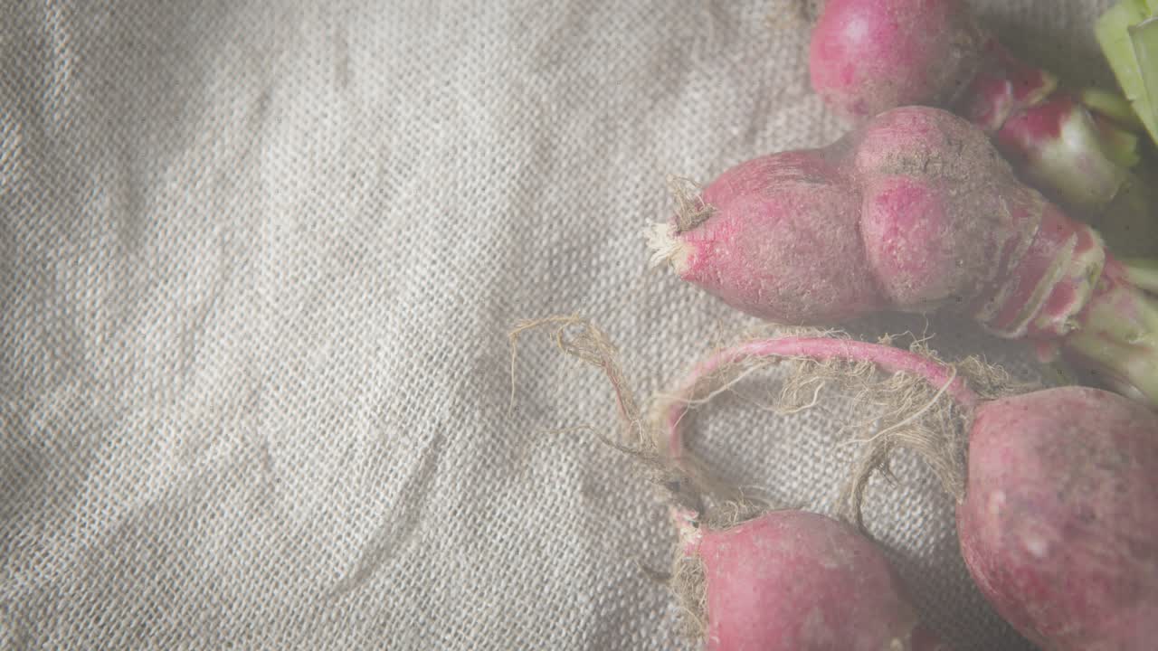 On playback data bars emerging over radishes, growing and layering, visualizing produce metrics