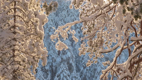 ice crystals falling in a snowy winter forest scenery