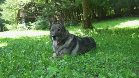 Deutscher-Schäferhund,-Der-Im-Gras-Liegt-–-Aufnahme-Aus-Niedrigem-Winkel