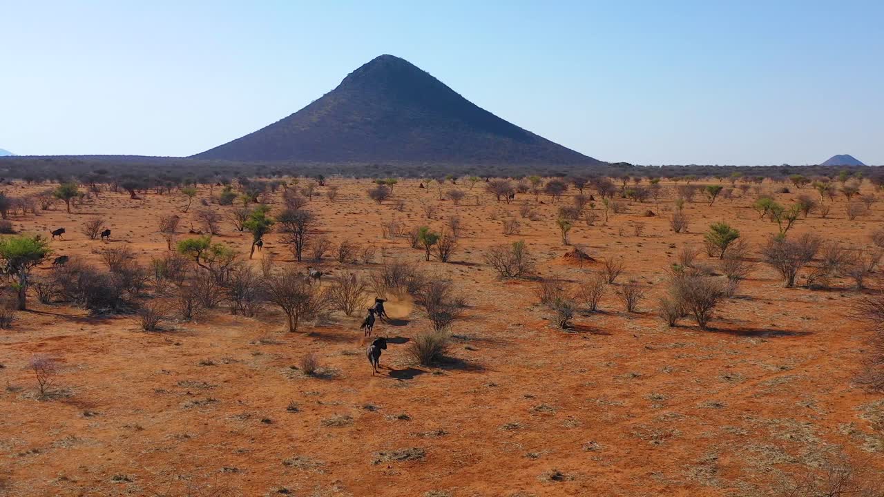 excelente antena de dron de ñu negro corriendo en las llanuras de áfrica desierto de namib namibia 2