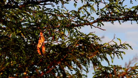 Üppiger-Algarrobo-Baum-Unter-Dem-Sonnenlicht-Vor-Sonnenuntergang-In-Firmat,-Santa-Fe,-Argentinien---Mittlere-Aufnahme