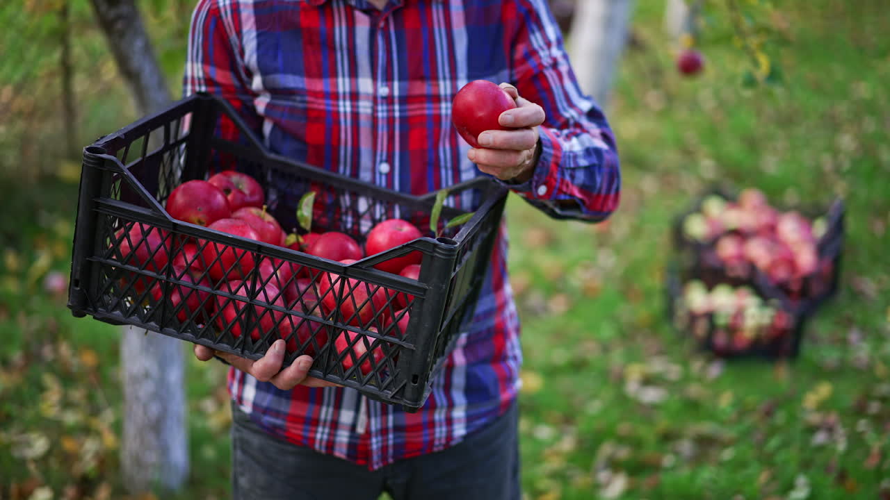 A box of red ripe freshly picked apples in the hands of unrecognized man standing in the garden. Farmer takes fruit and checks them thoroughly.