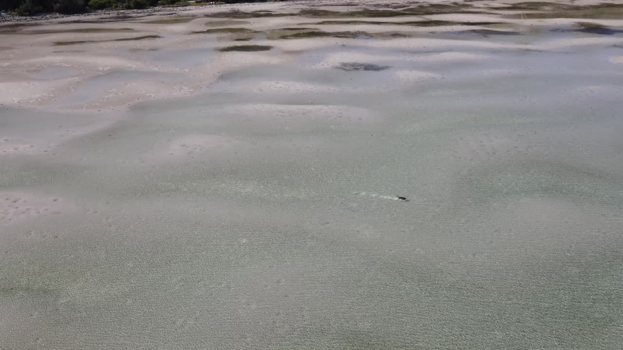 panorámica aérea de drones sobre una playa tropical de arena con un cachorro de perro jugando en el agua