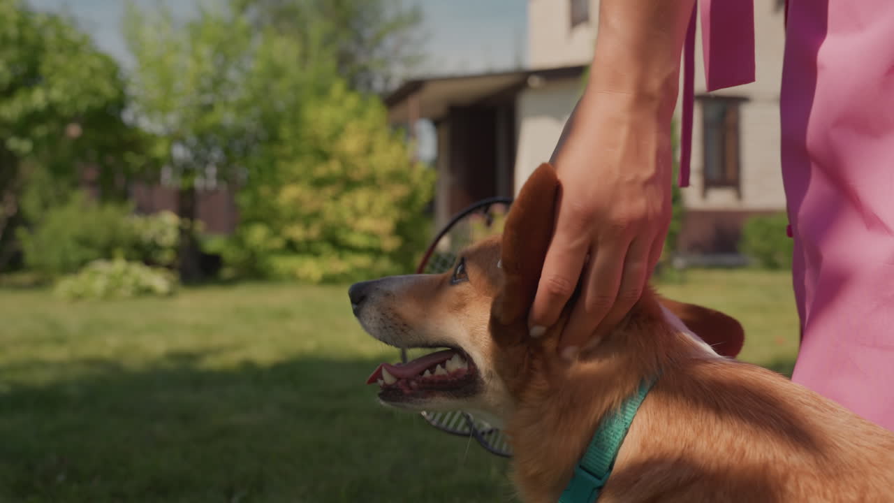 Gentle Woman Interacts With Pet In Garden, Affectionate Scene Of Woman Stroking Corgi In Backyard Sunlight, Closeup Of Woman Showing Tenderness While Petting Her Dog In Sunny Outdoor Setting