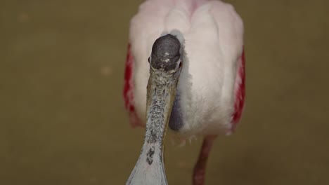 Espátula-Rosada-Moviendo-La-Cabeza-A-Cámara-Lenta