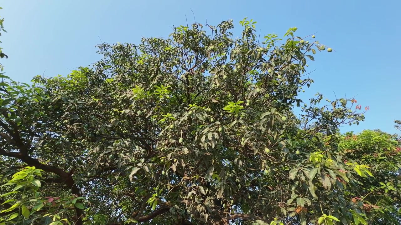 Carrellata che mostra grappoli di manghi verdi tra i rami frondosi di un albero di mango maturo, catturando la crescita stagionale dei frutti e il fogliame lussureggiante in piena luce diurna.
