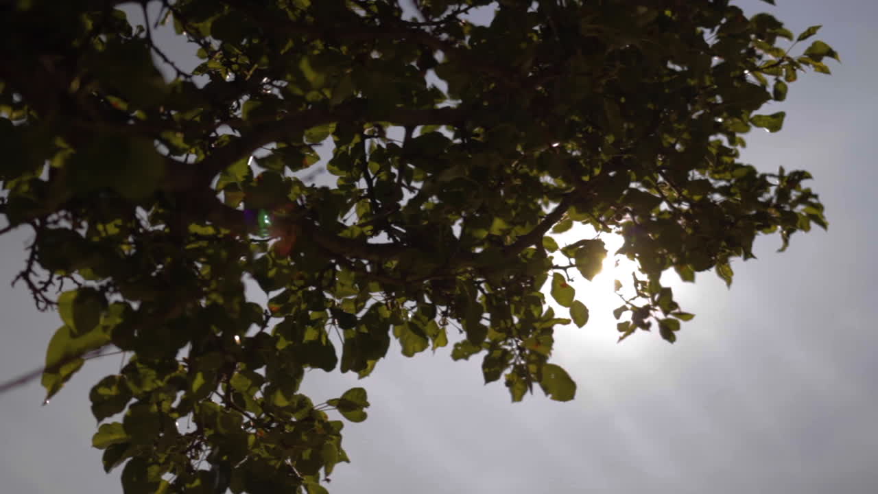 여름에 아름다운 나무를 통해 빛나는 밝은 태양