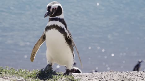 magellanic penguin walking on the coast of caleta valdes, argentina, spheniscus magellanicus - slow motion view