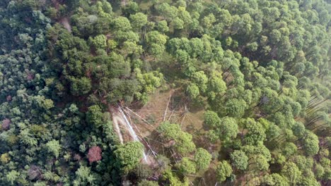 elevándose hacia el cielo sobre el bosque de pinos en la cima de una colina