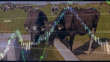 two dairy cows drinking from concrete water trough on pasture, showing stock market chart overlay