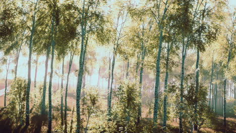 birch forest sunlight