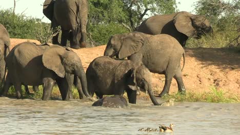 A-Smooth-steady-clip-of-A-family-heard-cools-off-in-the-river-on-a-very-hot-day