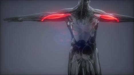 bíceps - mapa de la anatomía muscular visible
