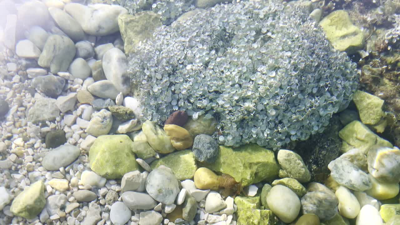 acetabularia acetabulum은 polyphysaceae 계통의 녹조류 종입니다.