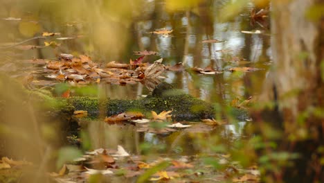 blurry foreground mossy pond with fallen autumn leaves american robin walk out of frame