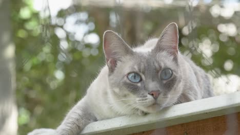 Lazy-cat-resting-in-the-backyard