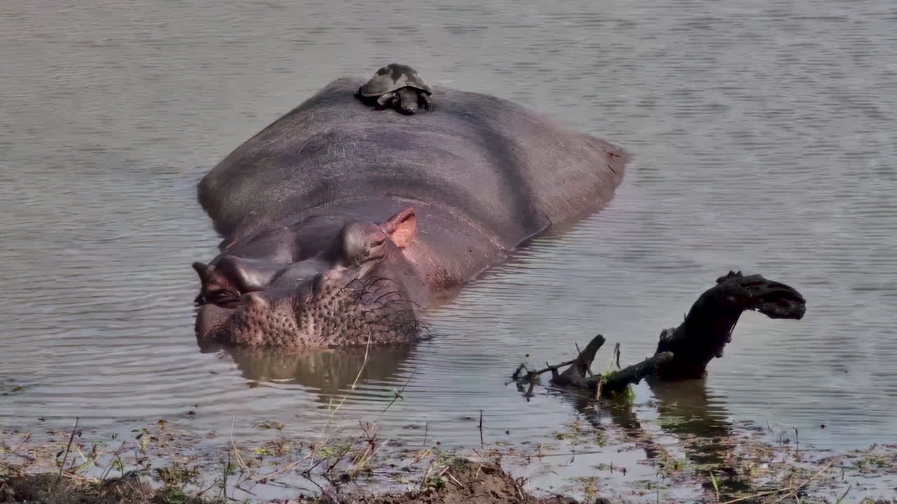 Hippo and Turtle in Water