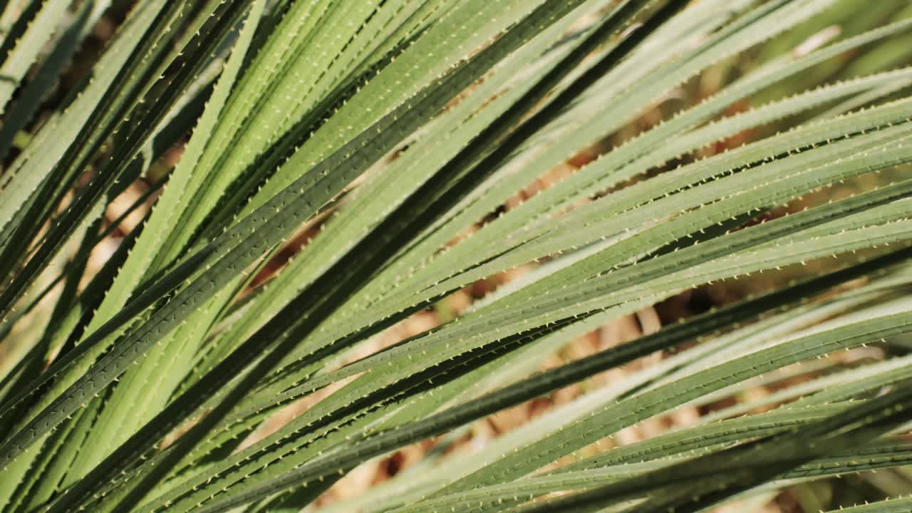 Close-up of green spiky plant leaves