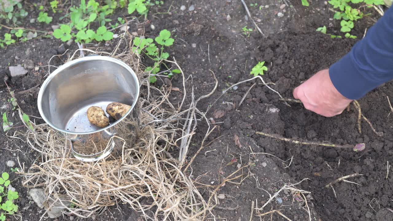 Man collecting new fresh potatoes to pot while working in home garden