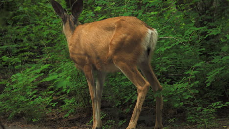 Static-shot-from-behind-of-a-Deer-eating-leaves-from-the-tree-in-Glacier-National-Park-Campground-and-Creek,-Montana,-Wild-Deer-in-feeding-forest