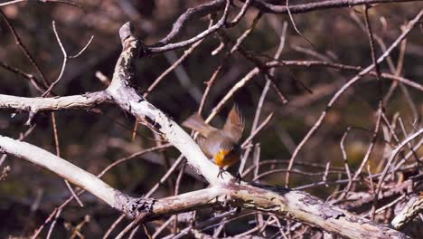 european robin bird flying out of a tree branch in slow motion