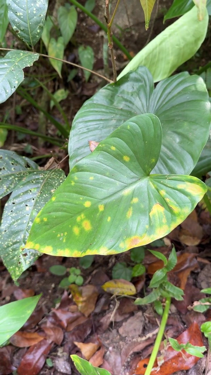 Primer plano de hoja de planta tropical con manchas amarillas