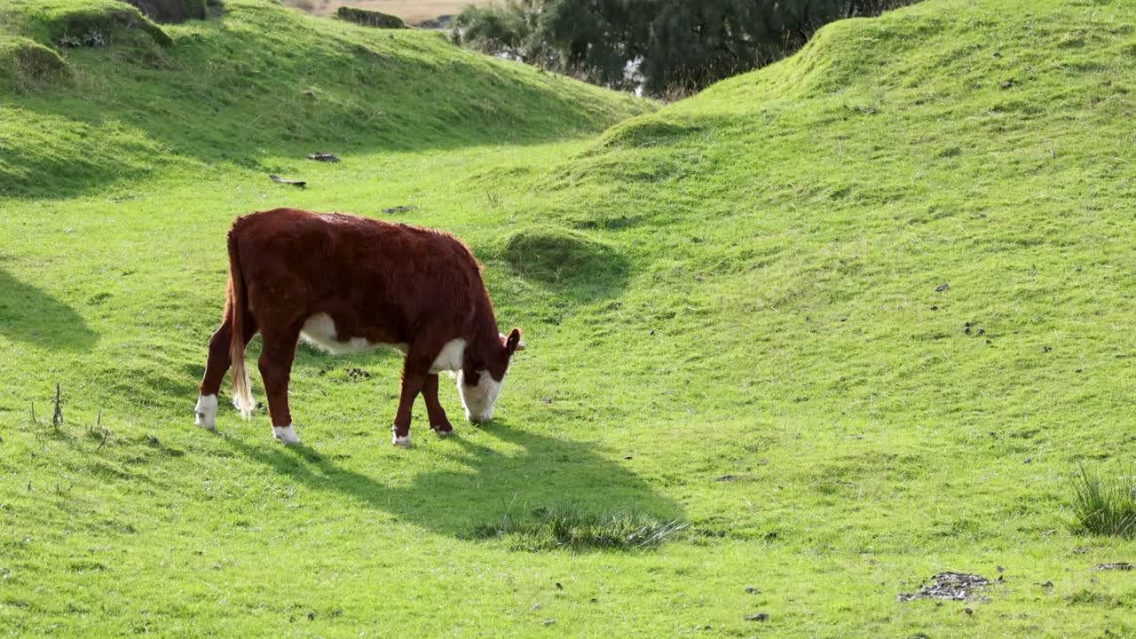 A Hereford cow grazes peacefully on vibrant green grass under natural daylight in Kinloch, New Zealand