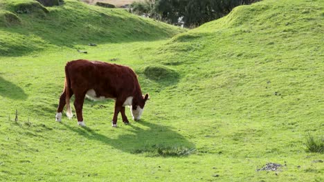 a hereford cow grazes peacefully on vibrant green grass under natural daylight in kinloch, new zealand