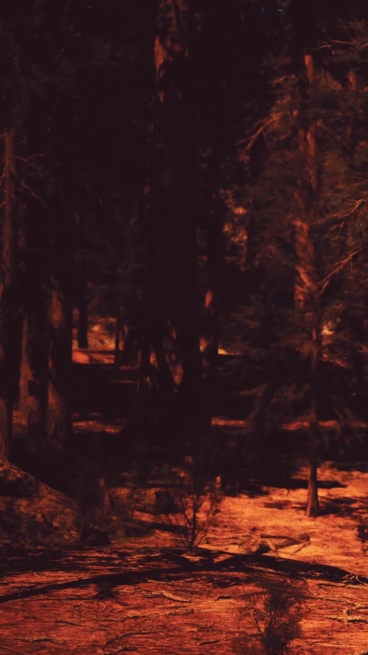 Waldweg bei Nacht mit Schatten und dunklen Bäumen.