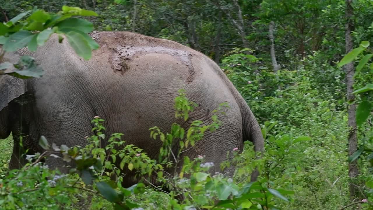 los elefantes asiáticos son especies en peligro de extinción y también son residentes de tailandia
