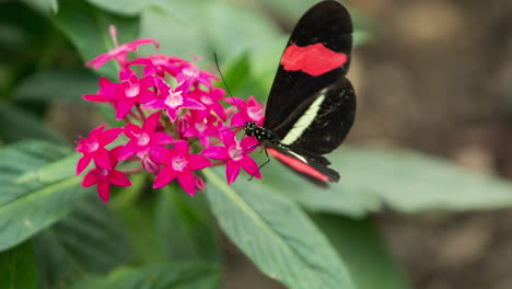 Mariposa-En-El-Santuario-De-La-Naturaleza