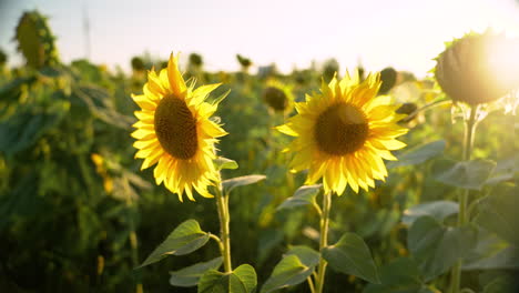 Sonnenblumen-Mit-Blauem-Himmel