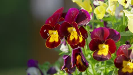 close up of viola plants in hanging basket in springtime